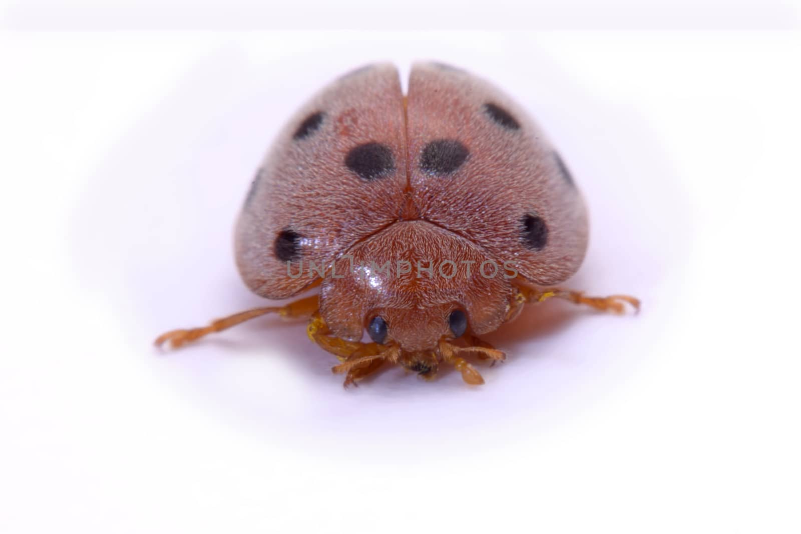 Close up ladybug a white background.