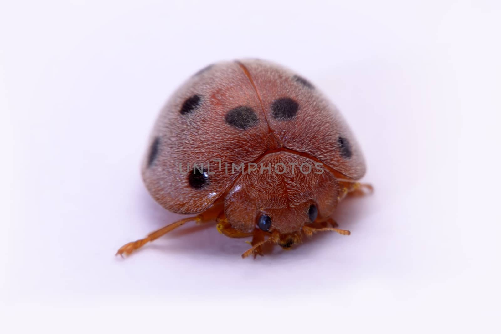 Close up ladybug a white background.