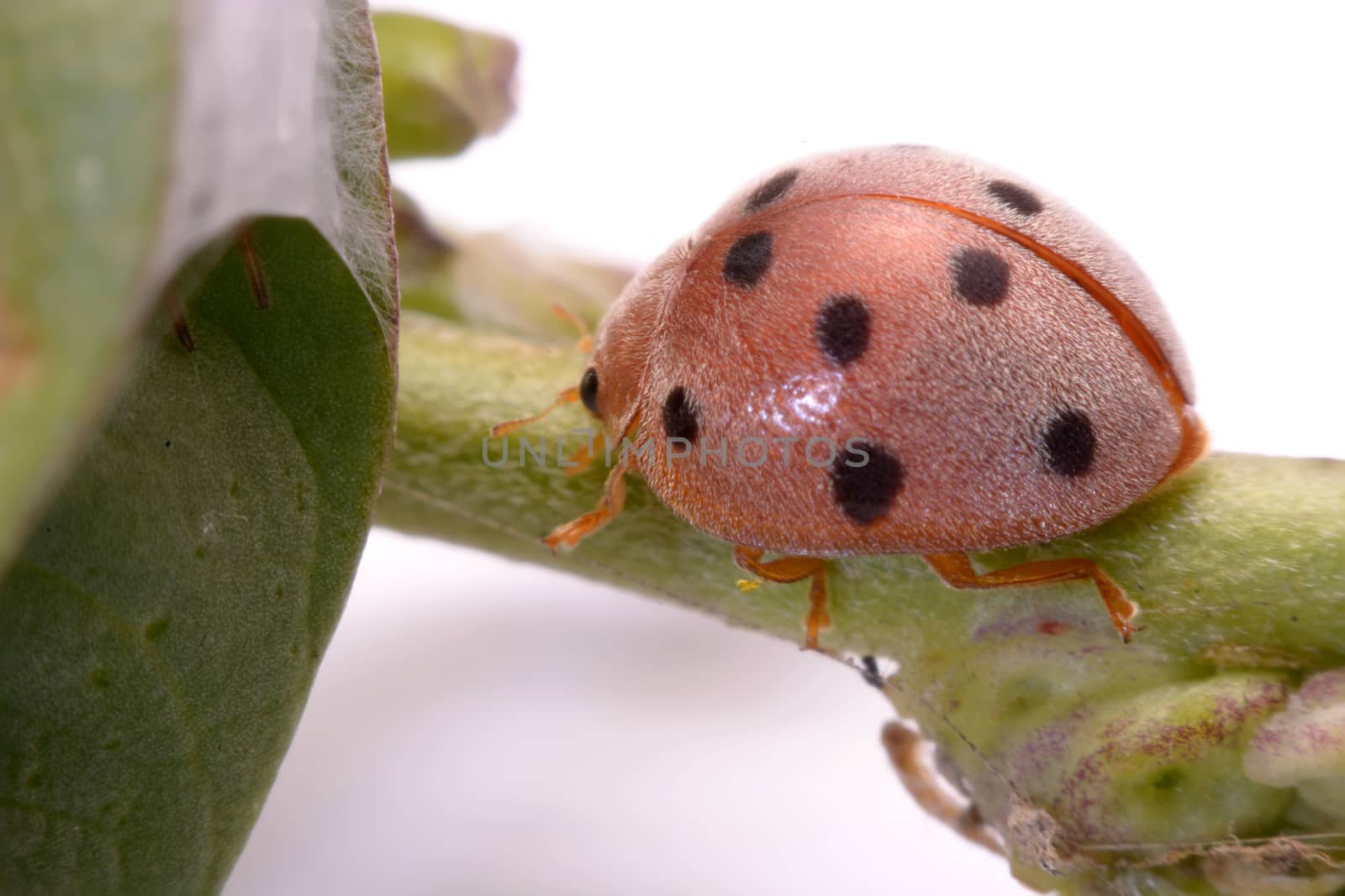 Ladybug on green leaf