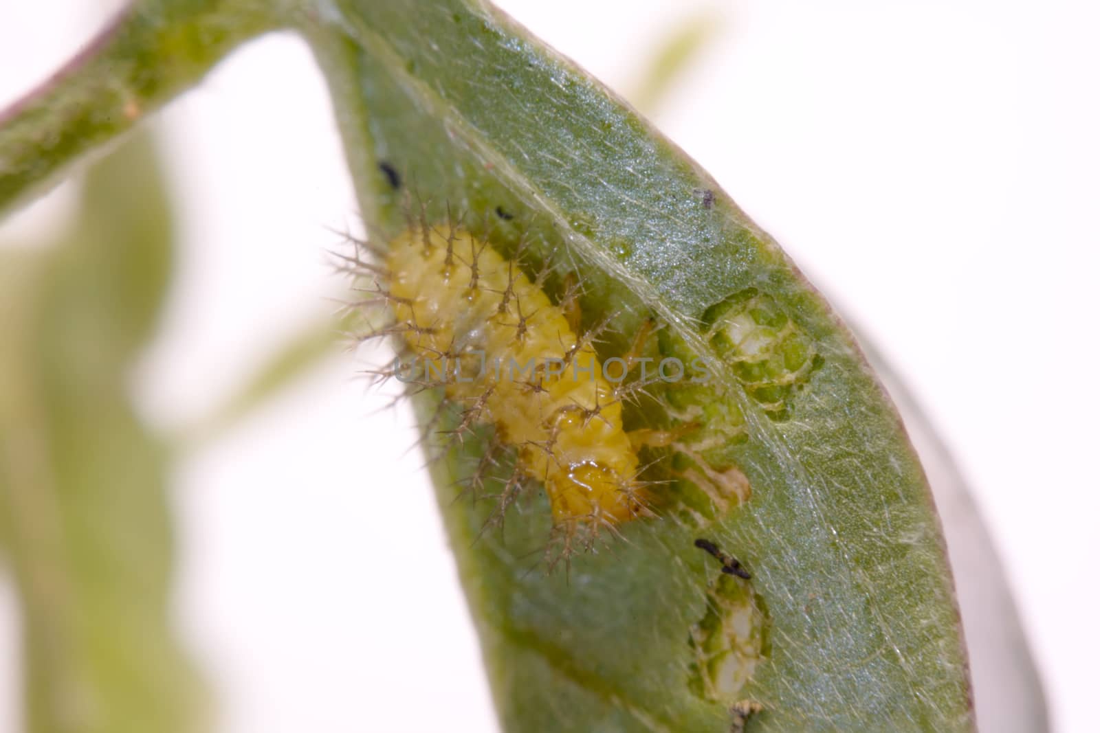 Macro image of a spiny caterpillar on green leaf







Ladybug on green leaf