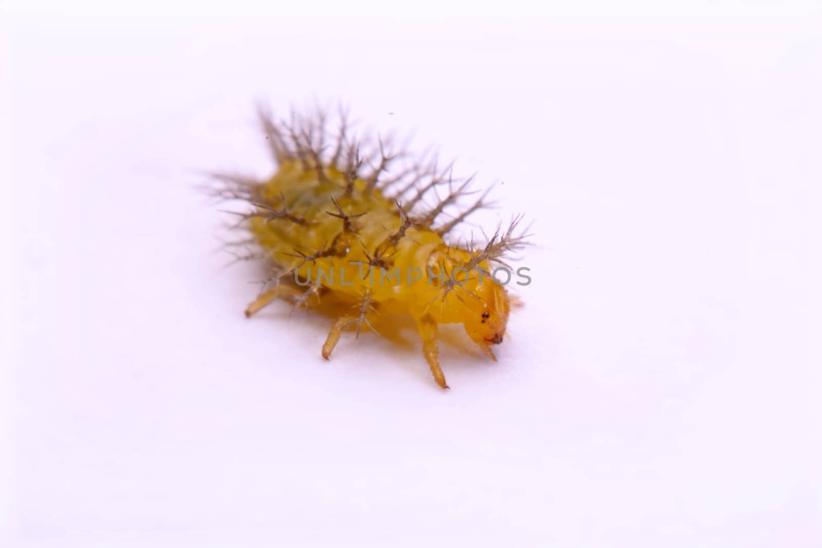 Macro image of a spiny caterpillar white background.