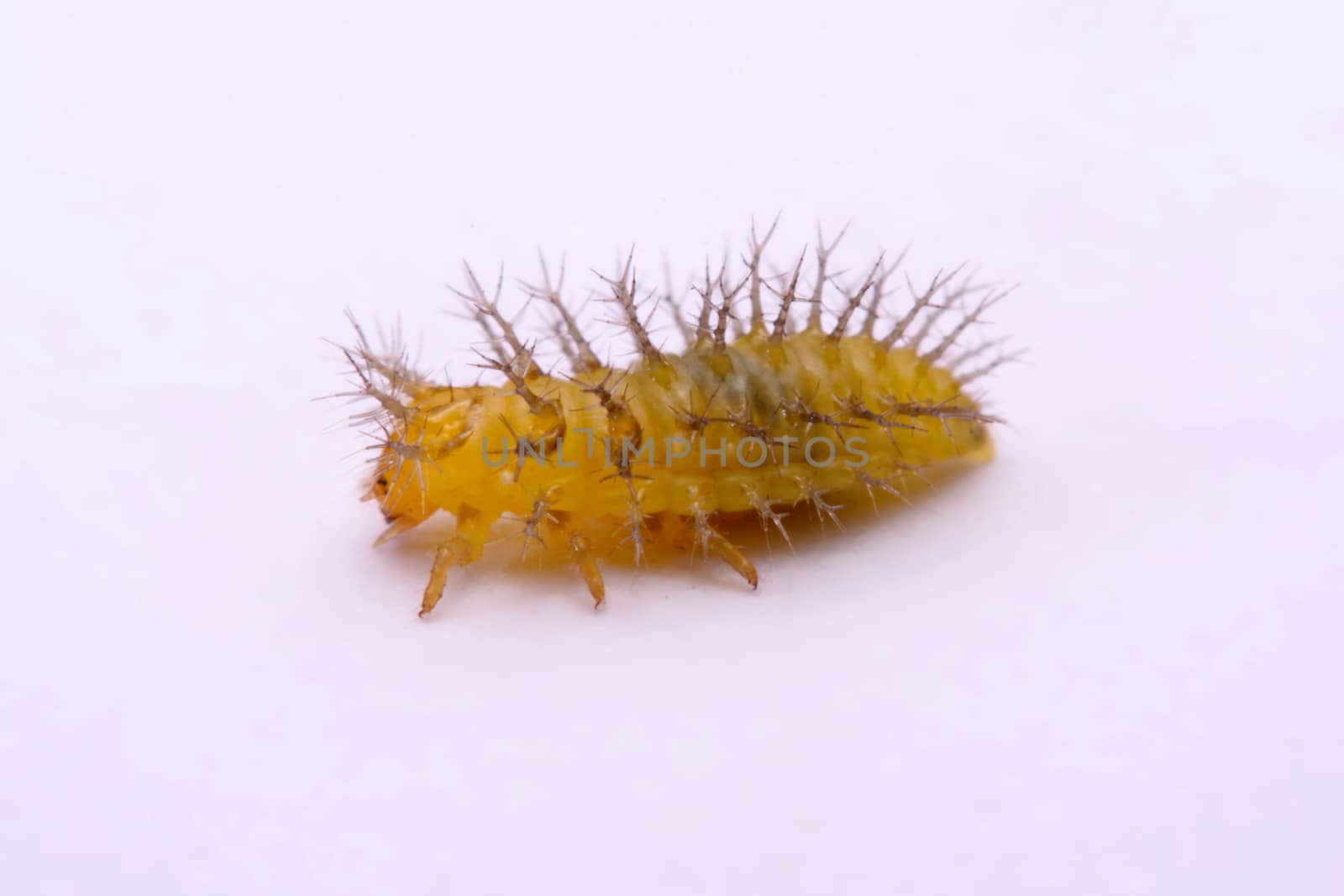 Macro image of a spiny caterpillar white background.