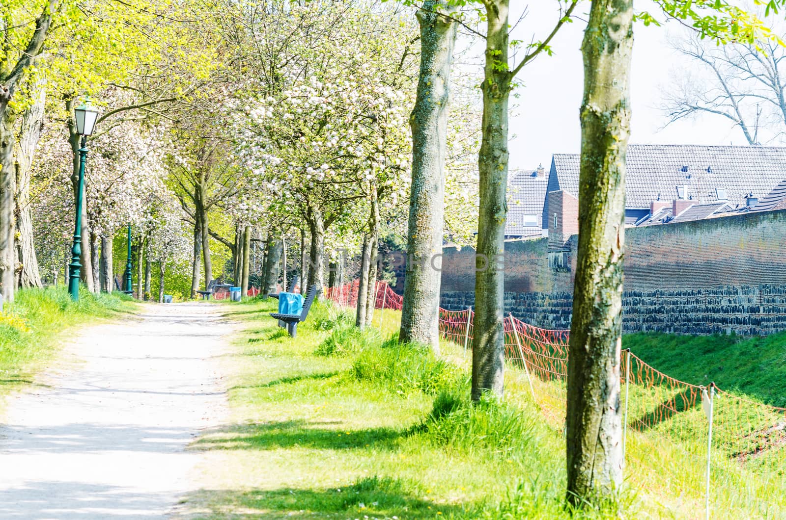 A long way with old trees left and right. Shot on a hot day in Zons am Rhein.