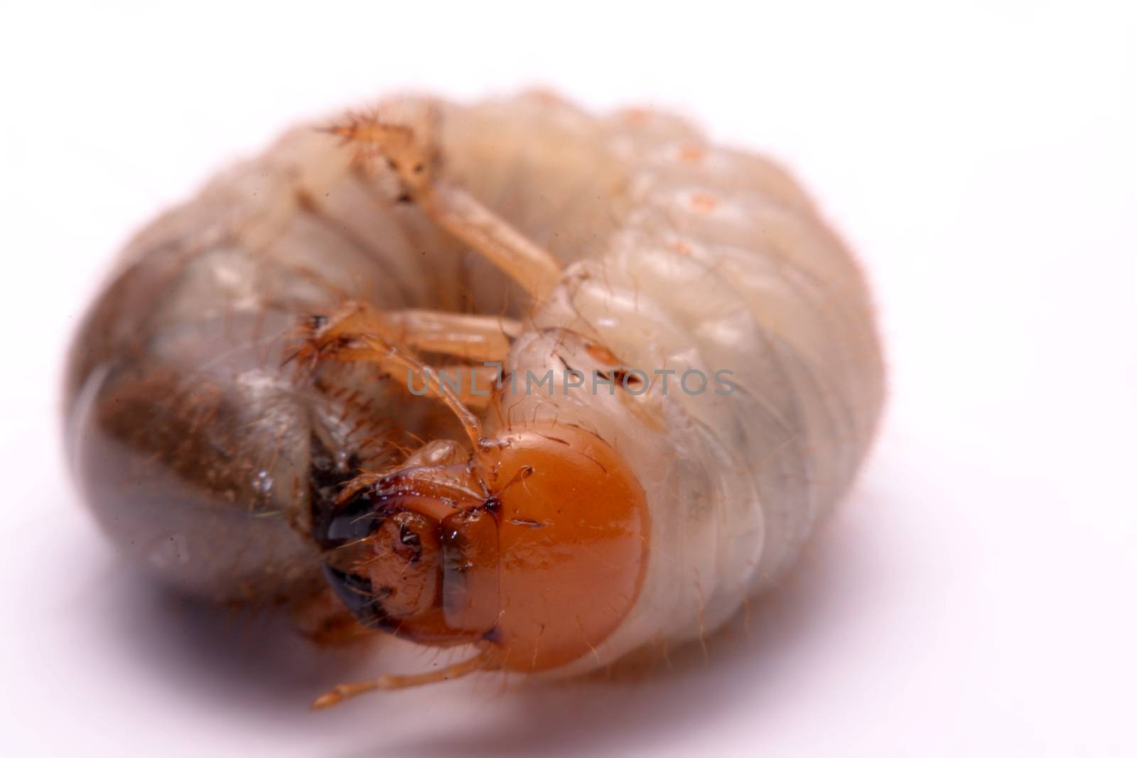 stag beetle larva white background.