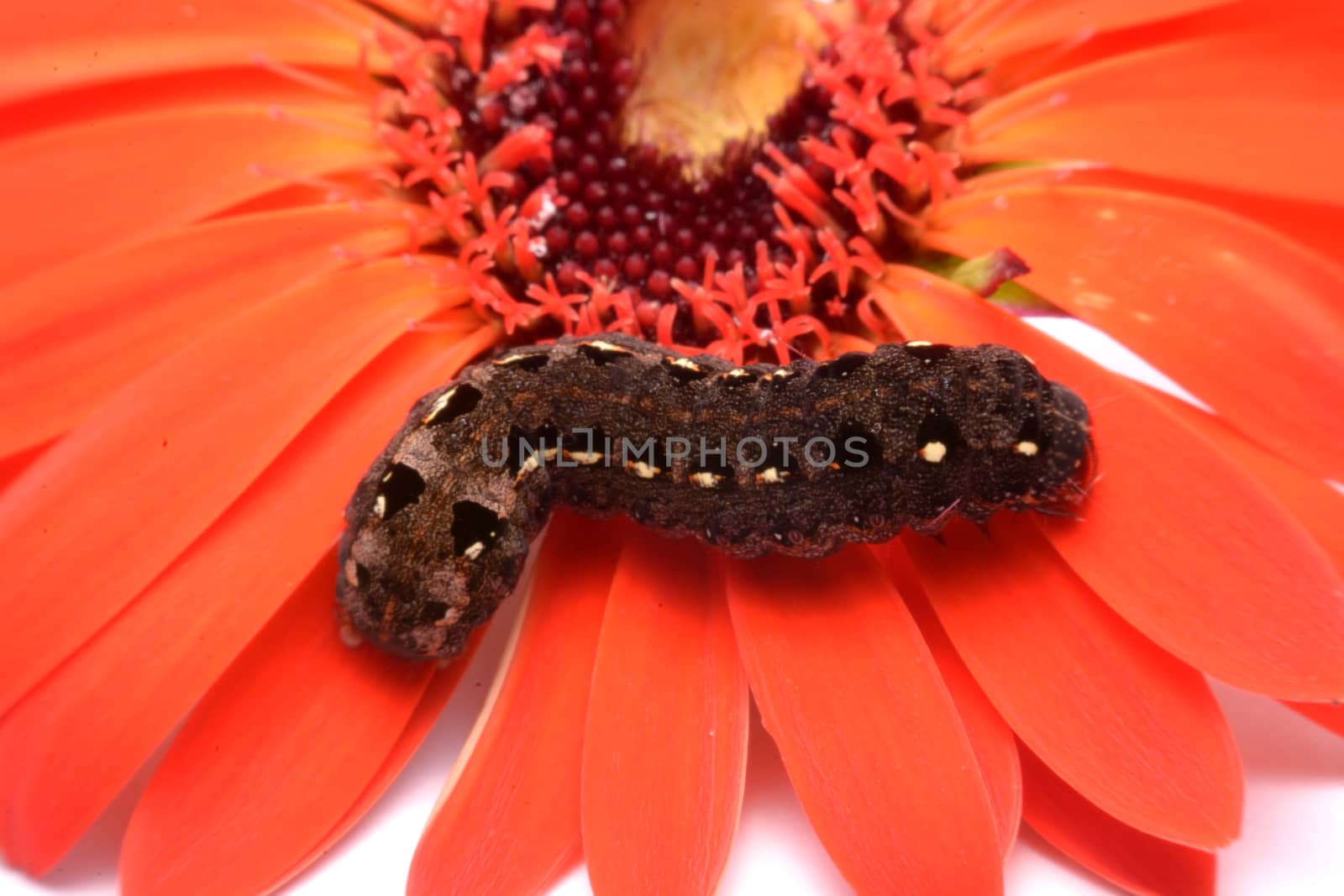 Butterfly black caterpillar over red flowers.