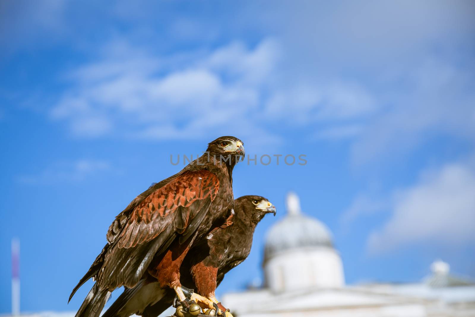 Majestic Eagles used by pest control to reduce pigeons and doves around trafalgar square in westminster, london.