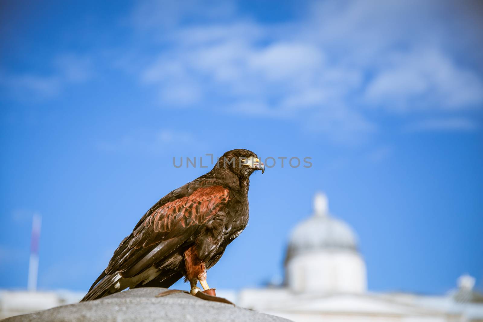 Majestic Eagles used by pest control to reduce pigeons and doves around trafalgar square in westminster, london.