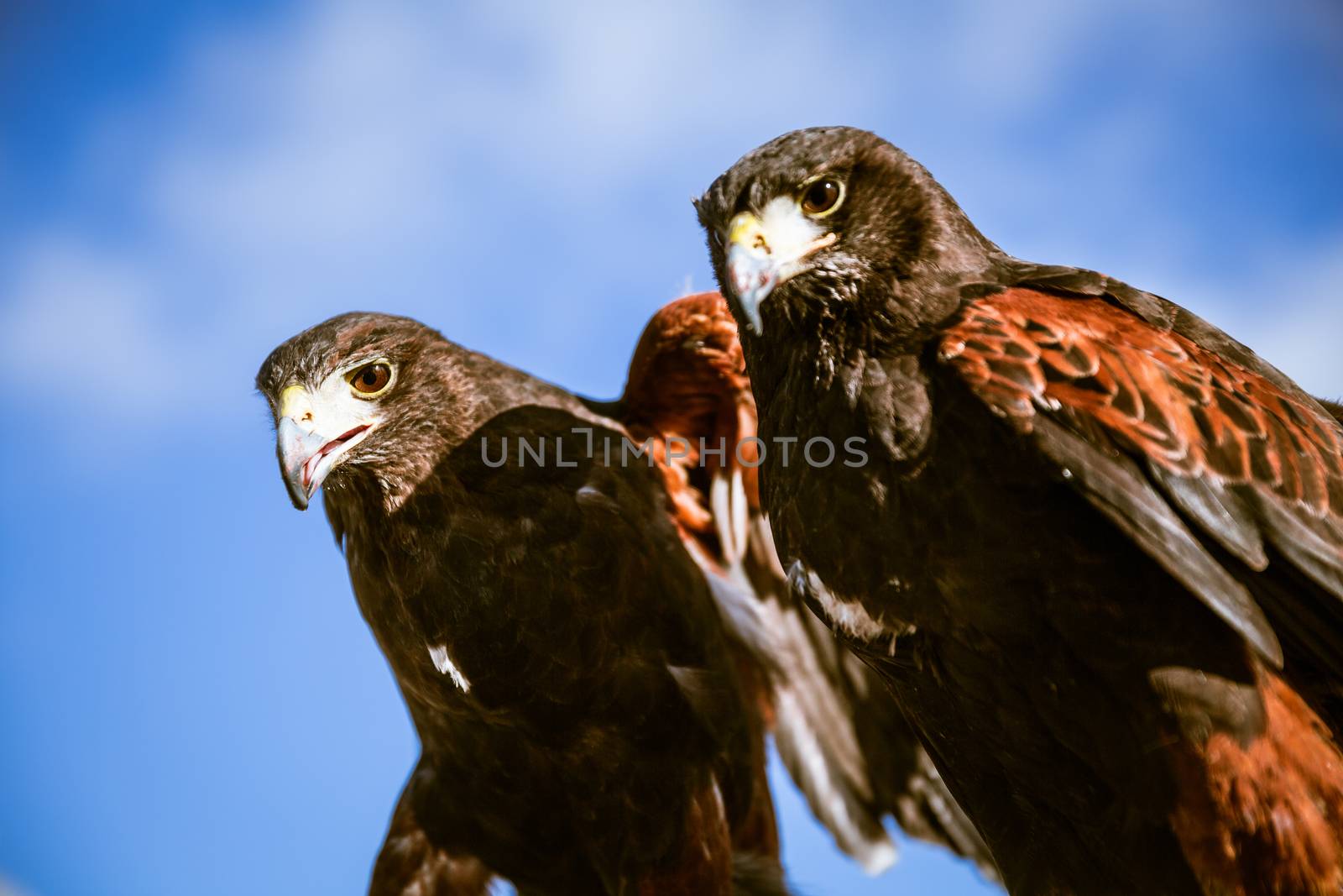 Majestic Eagles used by pest control to reduce pigeons and doves around trafalgar square in westminster, london.