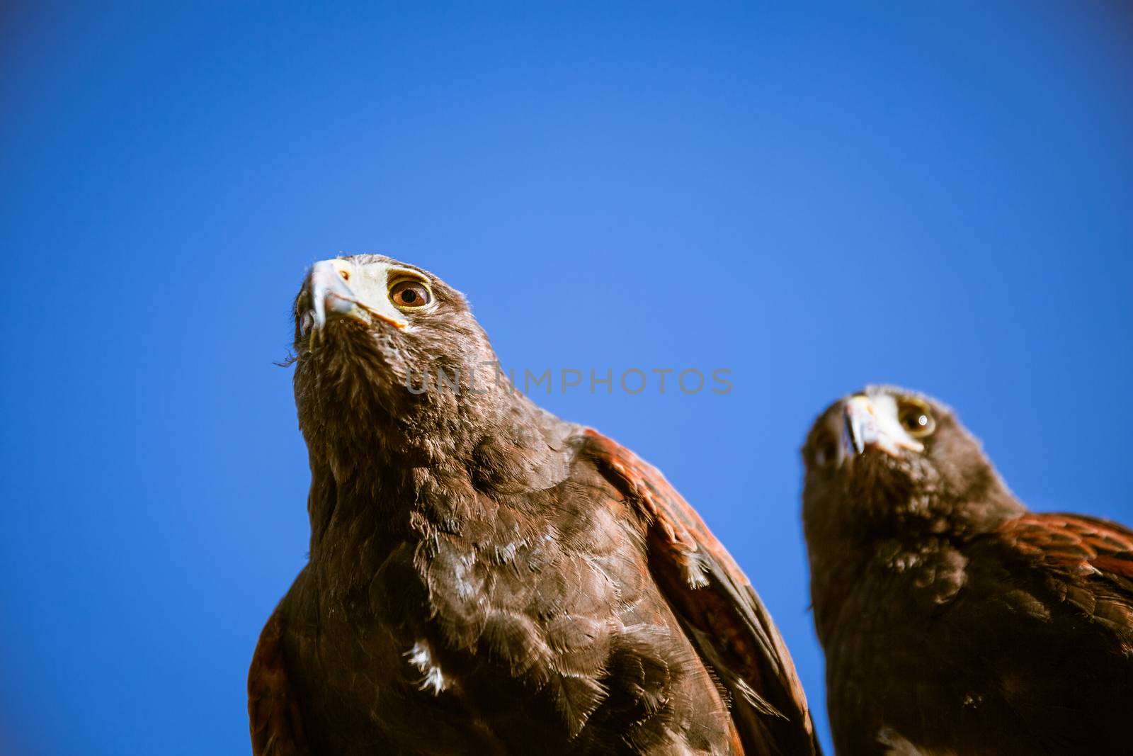 Majestic Eagles used by pest control to reduce pigeons and doves around trafalgar square in westminster, london.