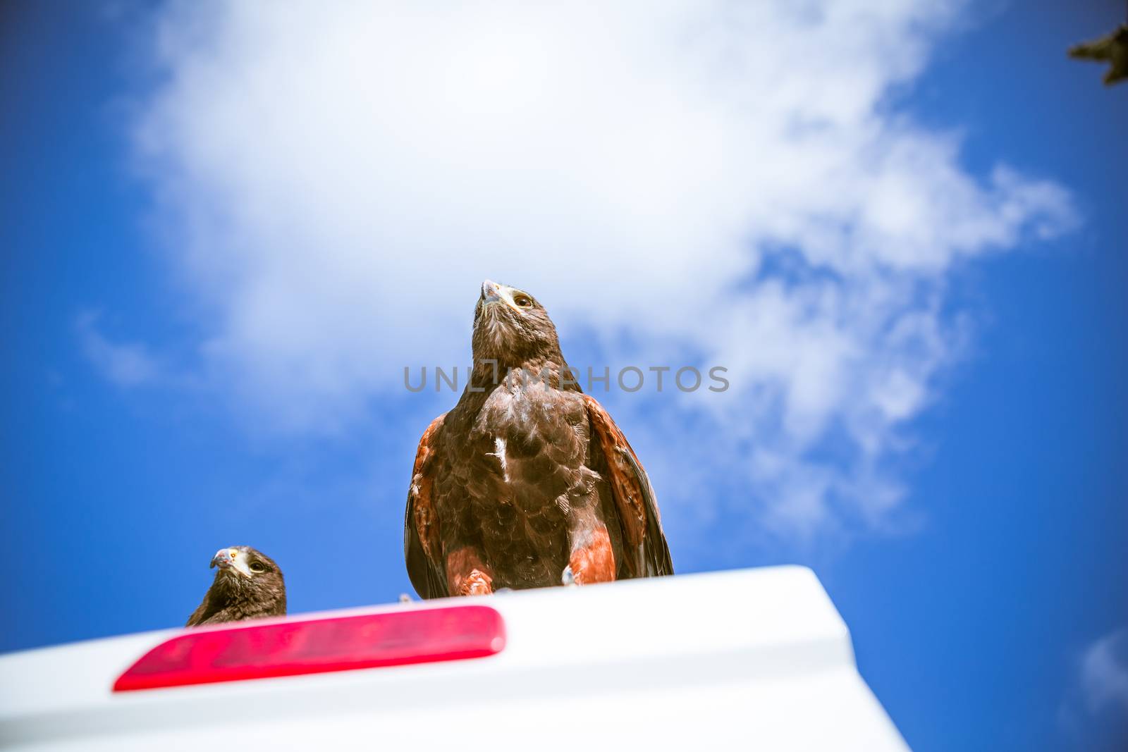 Majestic Eagles used by pest control to reduce pigeons and doves around trafalgar square in westminster, london.