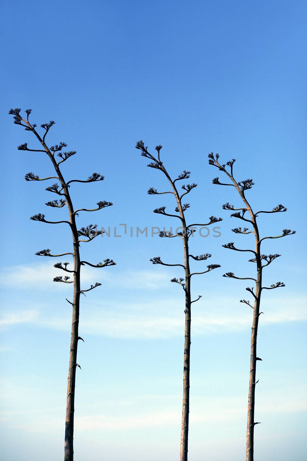 Tops of plants on a background of the blue sky