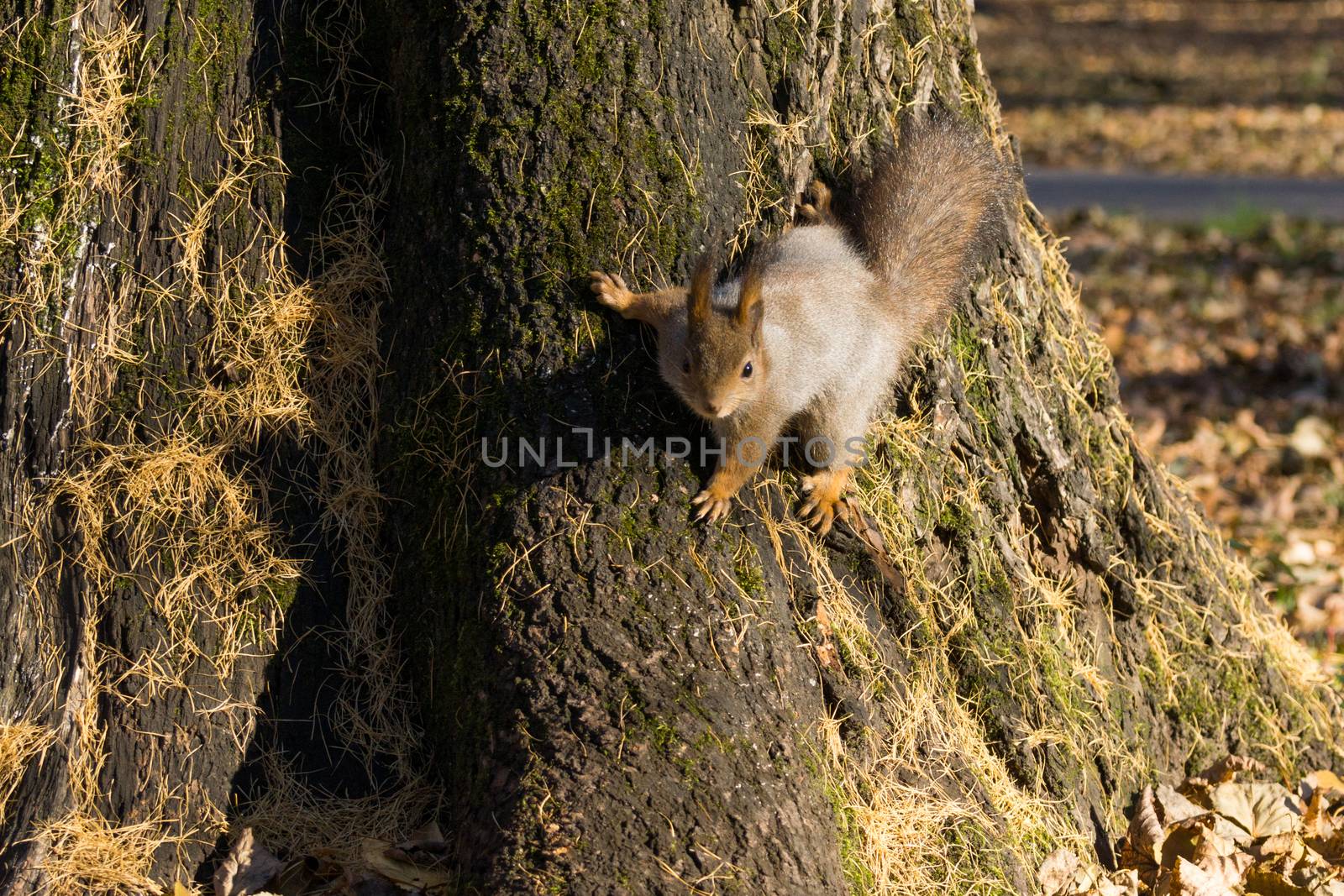 The photo shows the butterfly sits on a tree in anticipation of a nut.