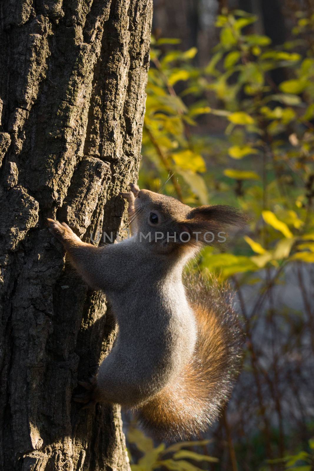 butterfly sits on a tree in anticipation of a nut. by AlexBush