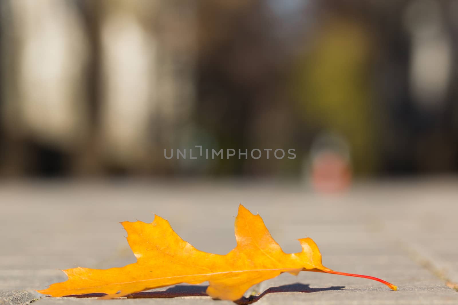 The photo shows an oak tree leaf lying on the pavement.