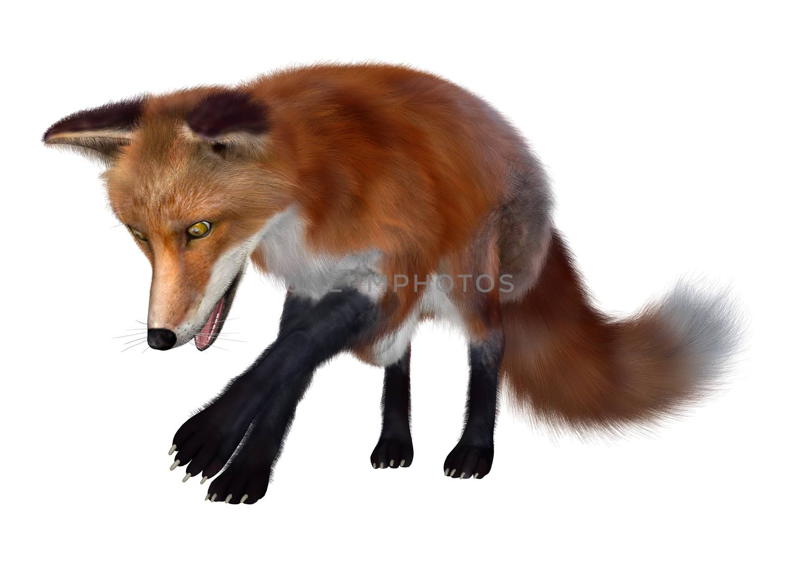 3D digital render of a red fox isolated on white background