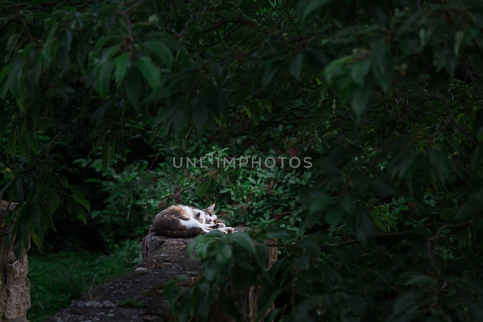 cat in garden with dark trees in the evening