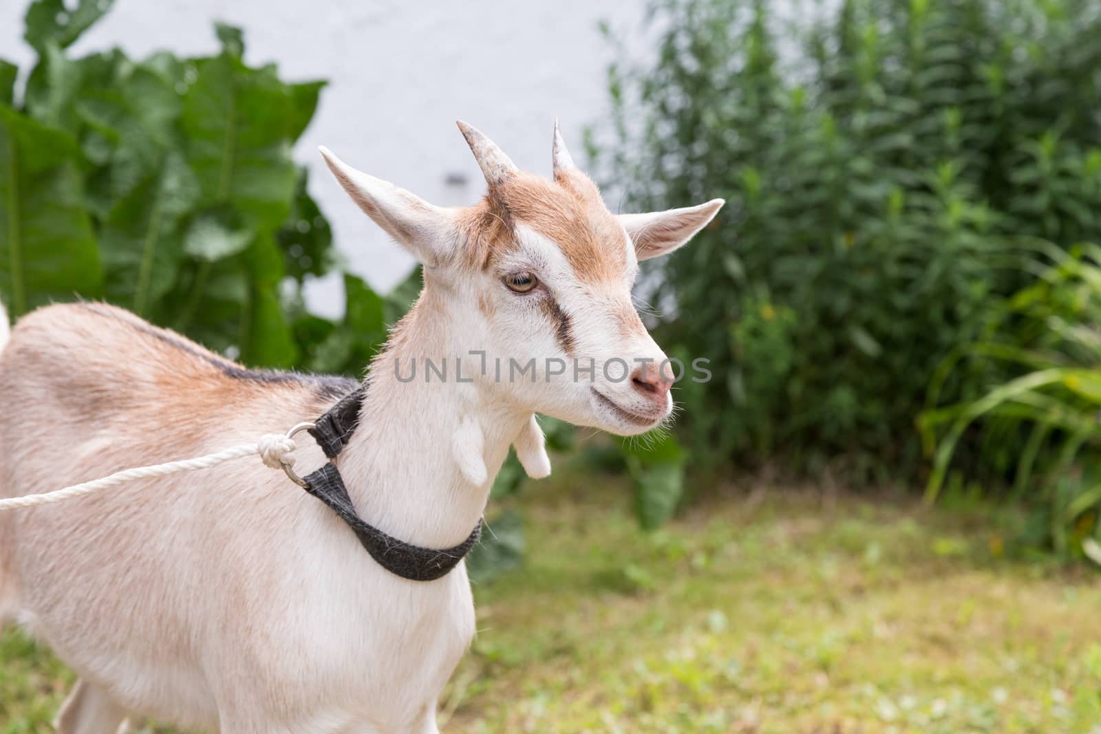 Young Goat at farm in Germany