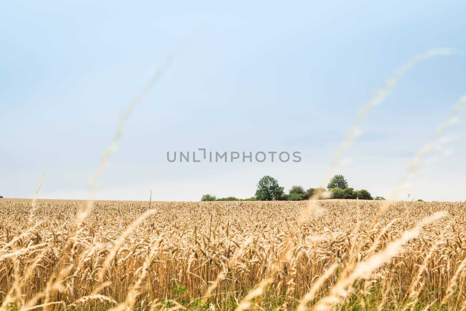 Landscape with wheat field at a sunny day in Germany