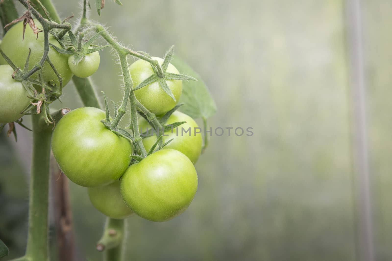 self made greenhouse with fresh tomatoes