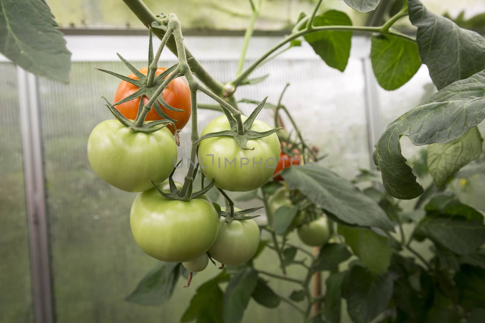 self made greenhouse with fresh tomatoes