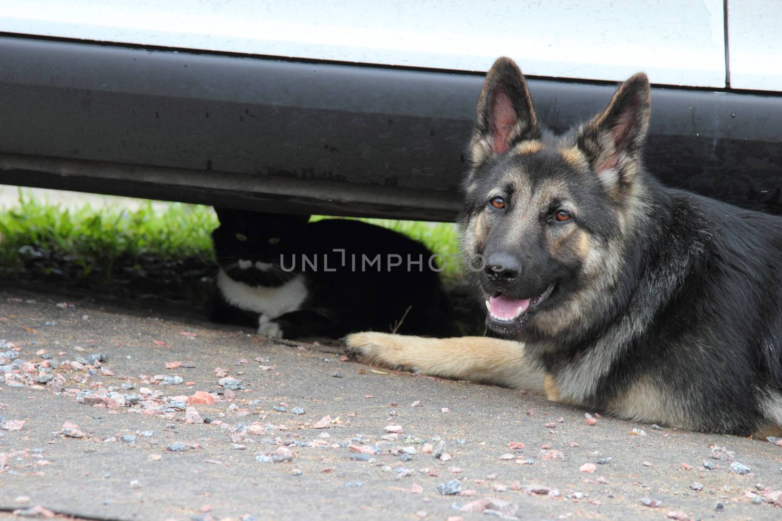 German Shepherd dog with a cat lying rest
