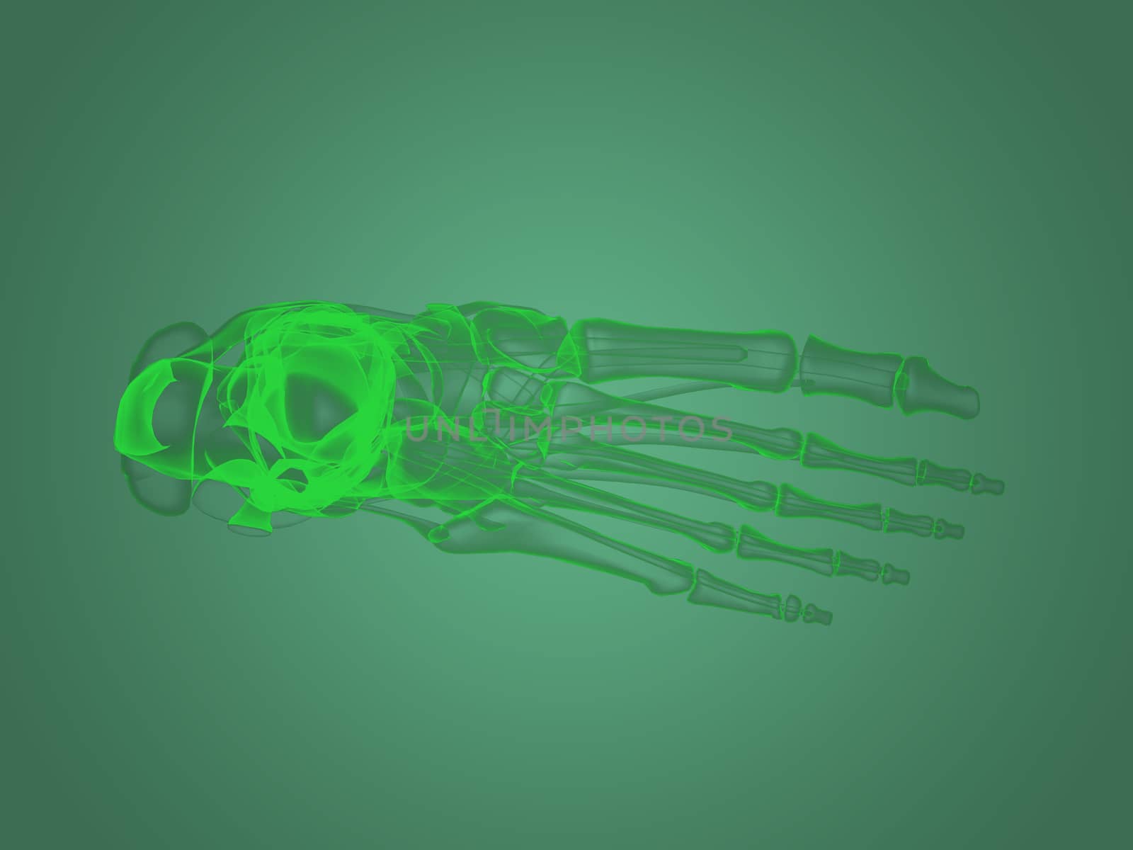 X-ray foot anatomy by teerawit