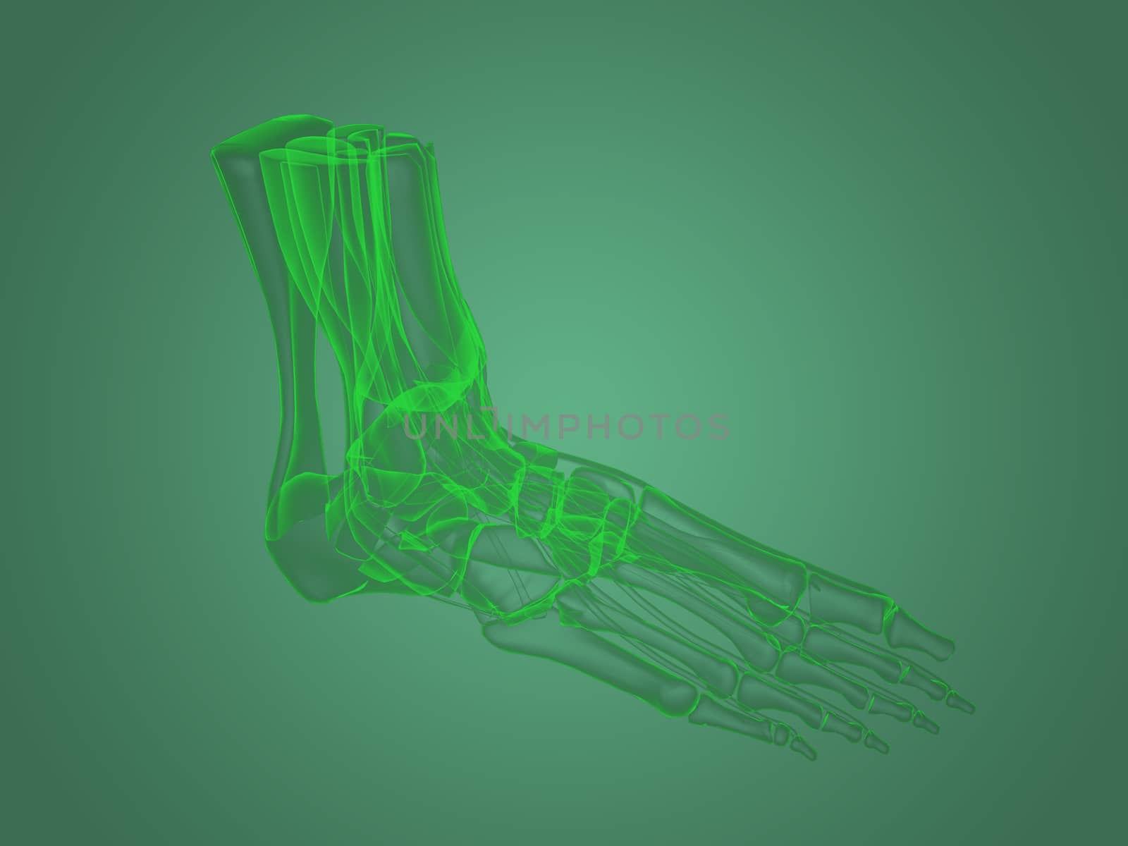 X-ray foot anatomy by teerawit