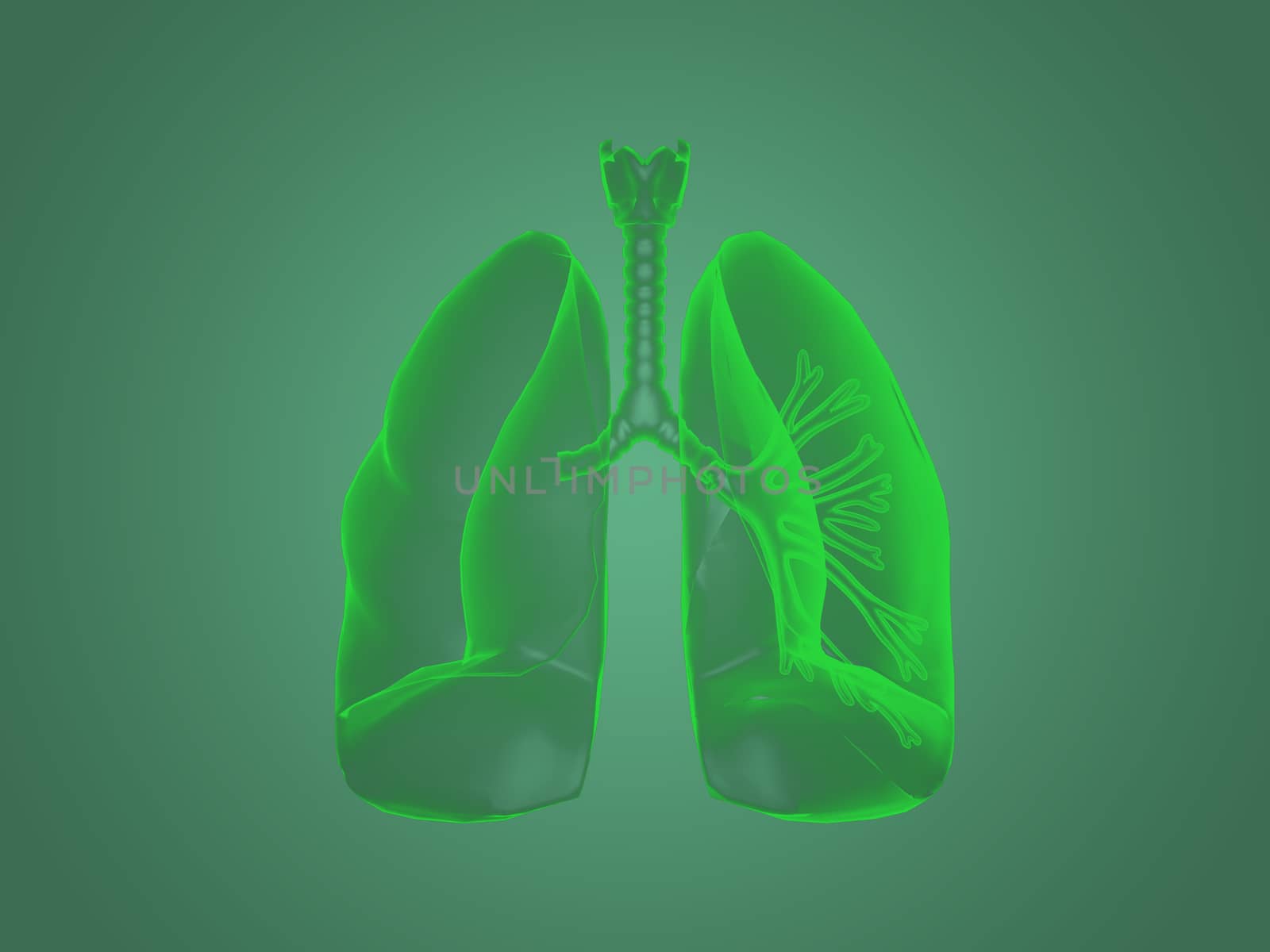 X-ray Lungs anatomy by teerawit