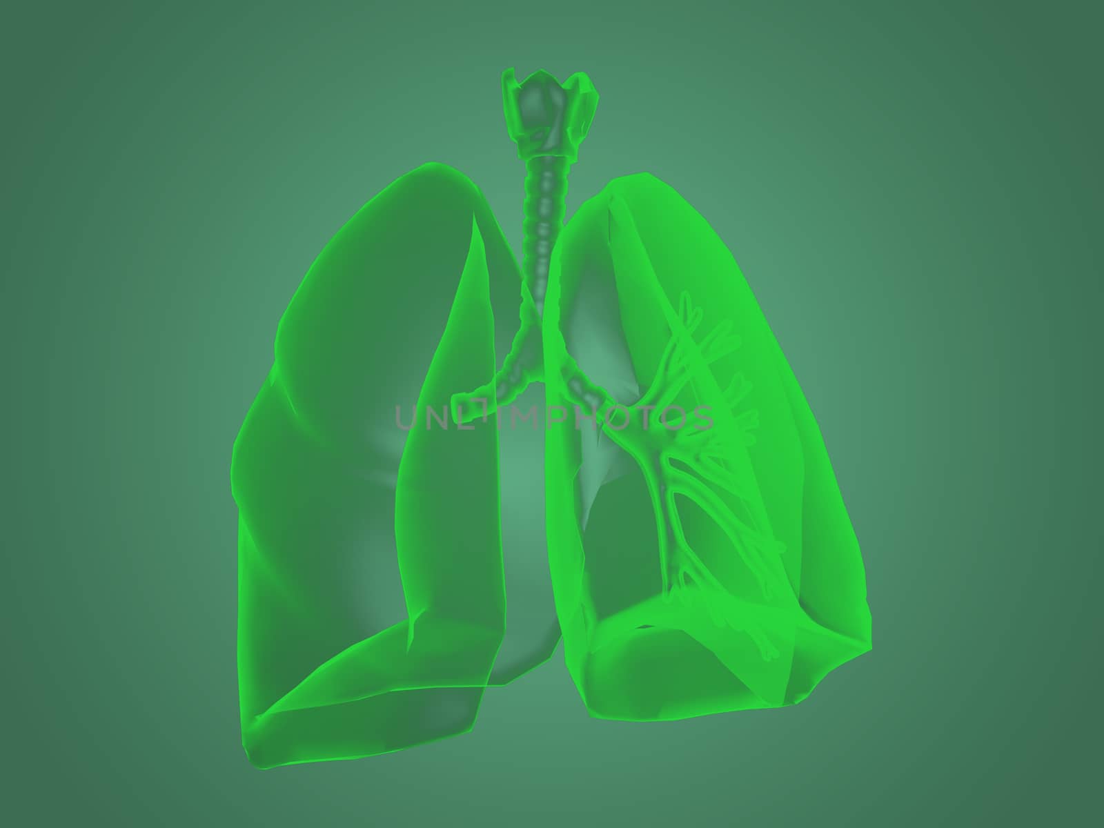 X-ray Lungs anatomy by teerawit