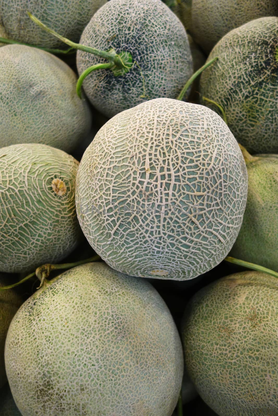 Rock melon sale in market by tang90246