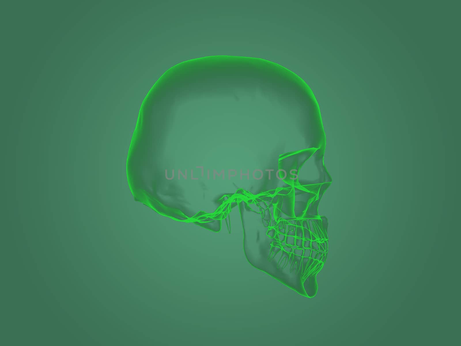 X-ray head anatomy by teerawit