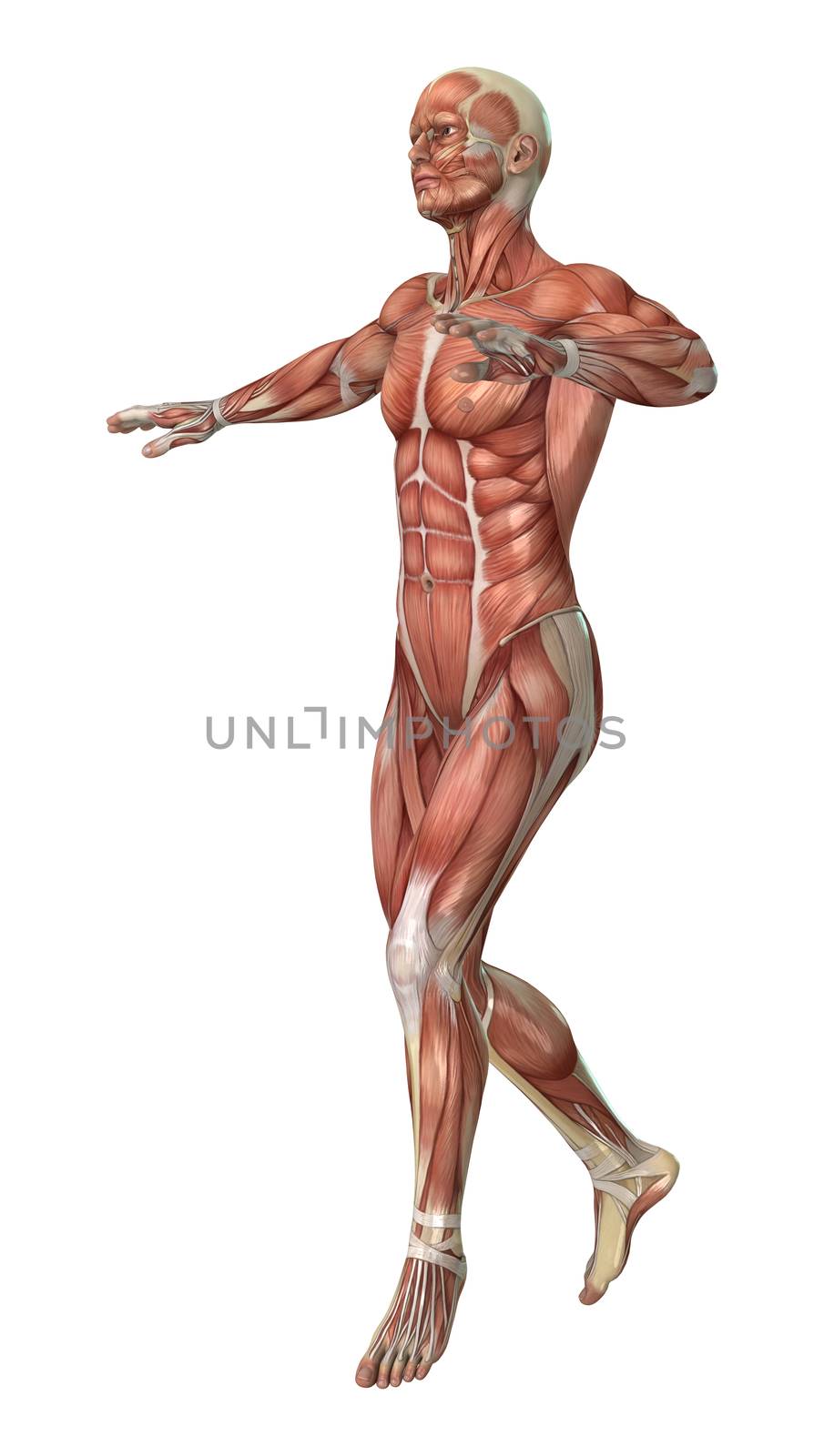 3D digital render of a male figure with muscle maps isolated on white background