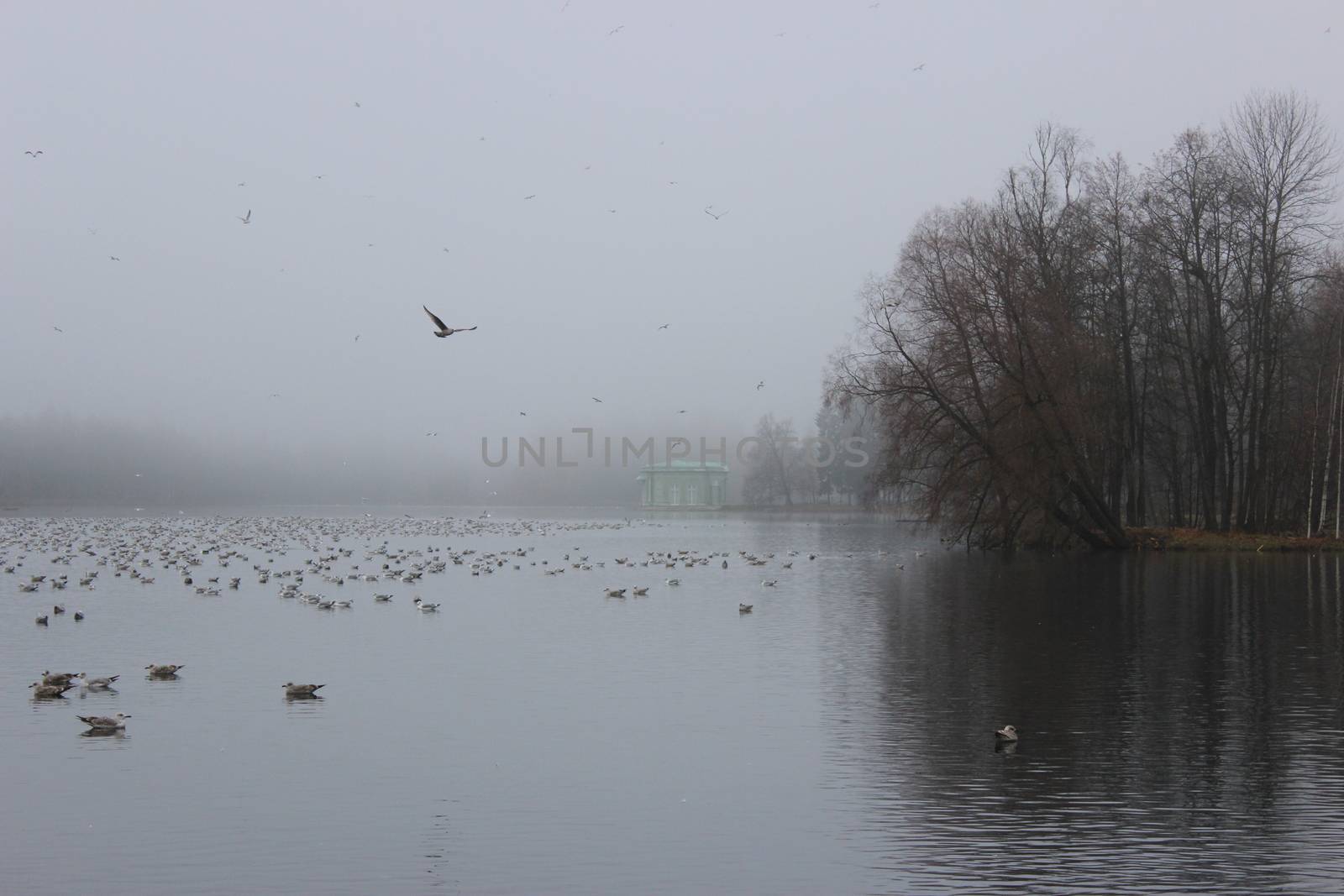 White Lake and rookery in Gatchina park. Duck (Anas platyrhynchos), Gulls (Larus michahellis, Larus argentatus), Coot (Fulica atra).