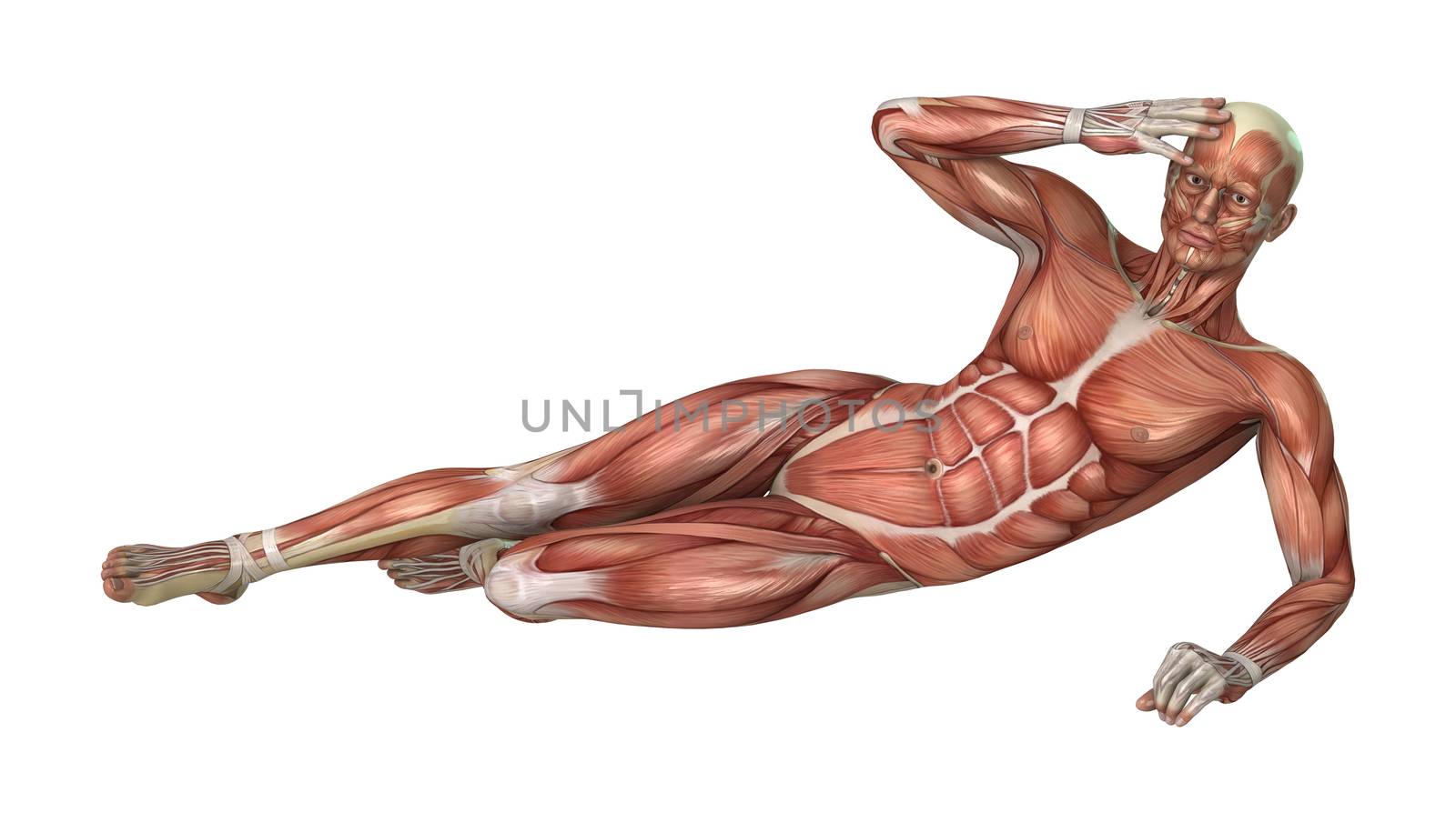 Muscle Maps by Vac