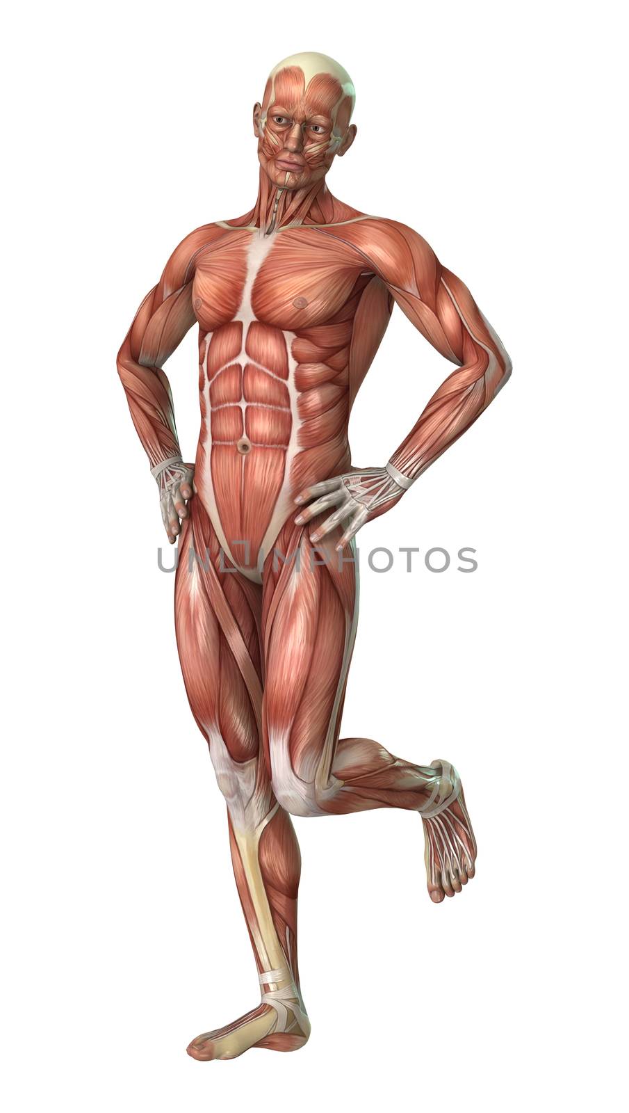 Muscle Maps by Vac