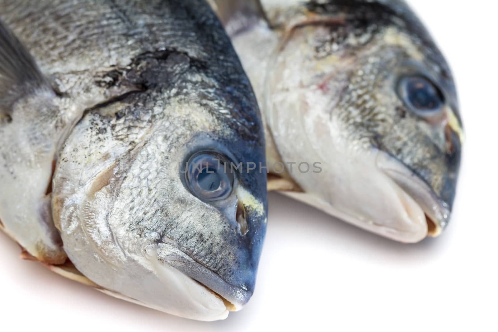 Bream fish isolated on white background