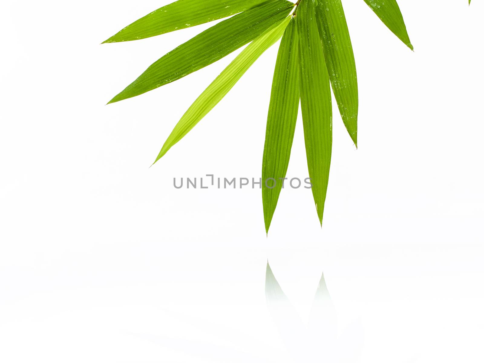 Fresh bamboo leaves border with water drop isolated on white bac by kerdkanno