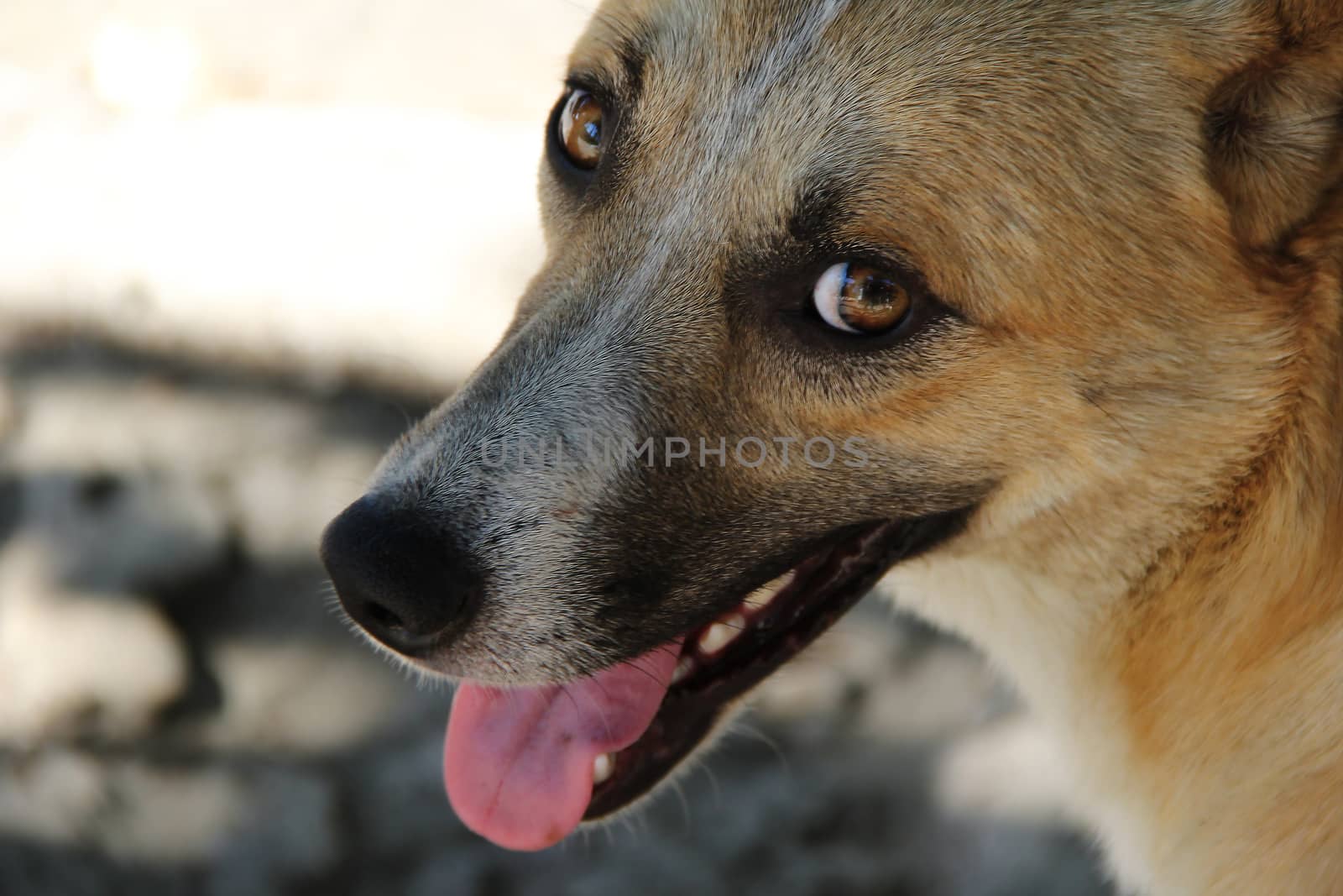 orange dog with big smile in the street