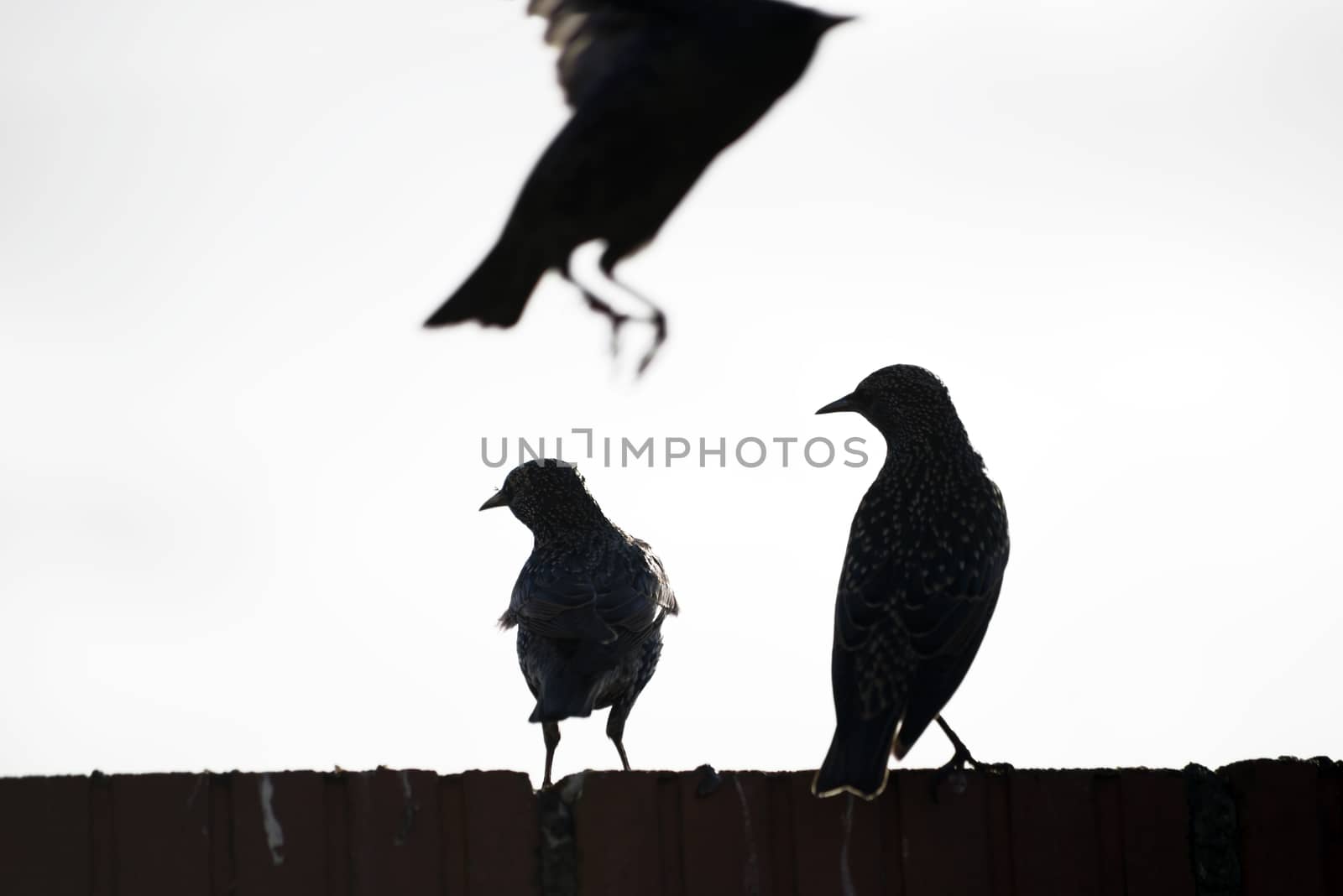 starlings on a wall by morrbyte