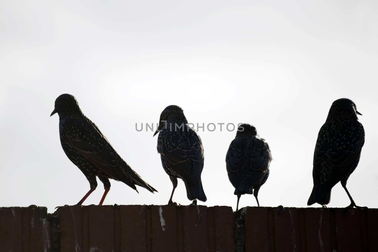 starlings on a wall against white by morrbyte