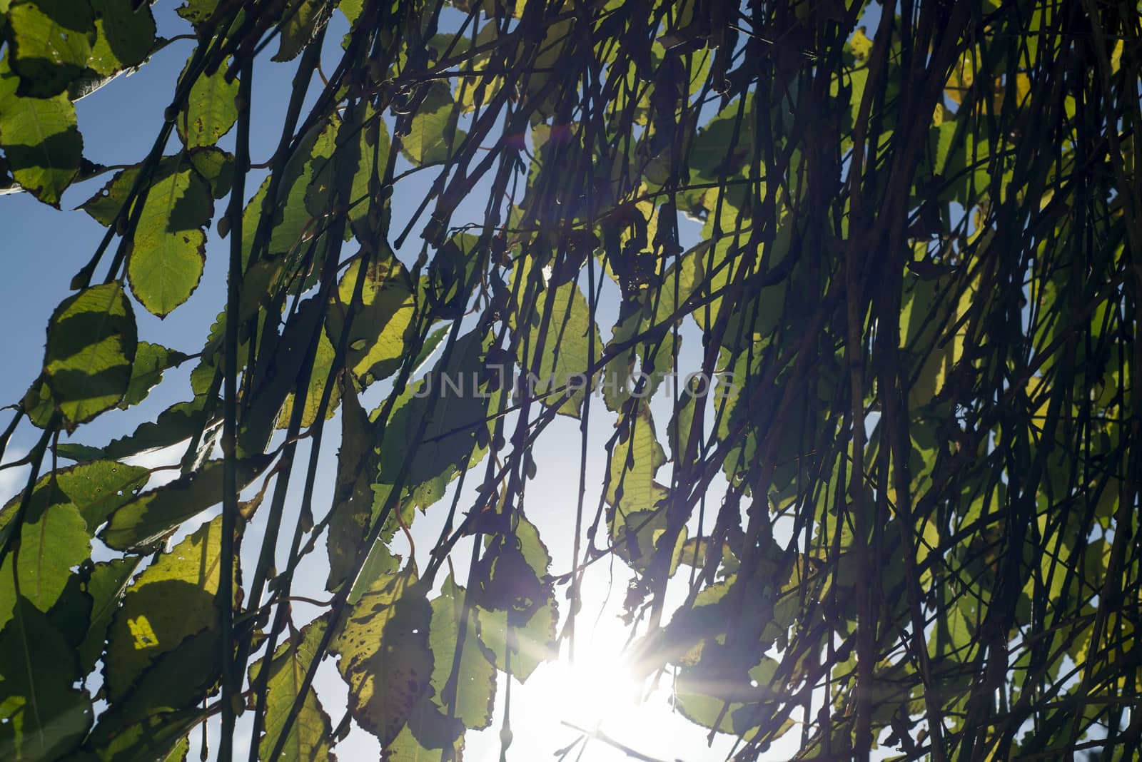 sunlight through the branches and leaves by morrbyte