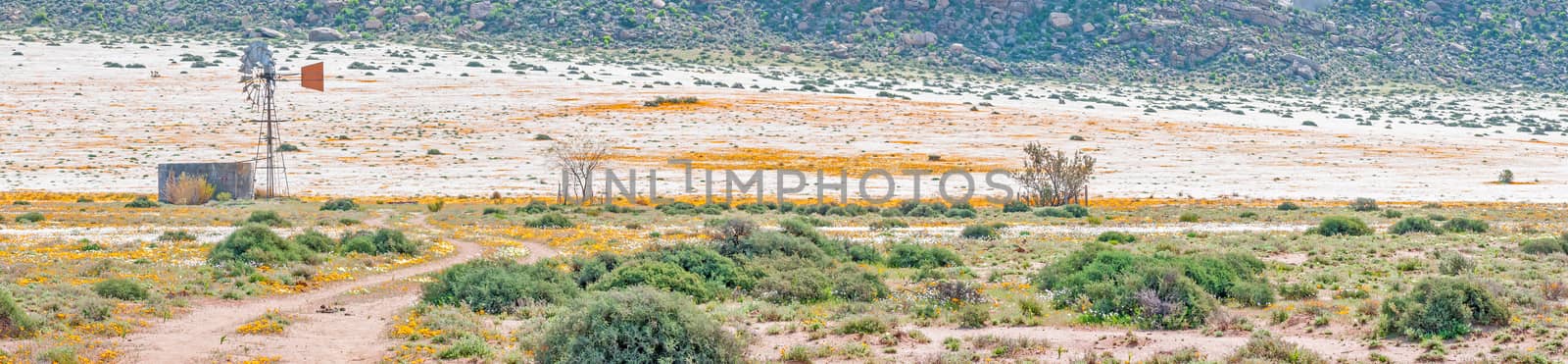 A windmill and dam in a large field of orange and white wild flowers between Okiep and Concordia in the Northern Cape Namaqualand region