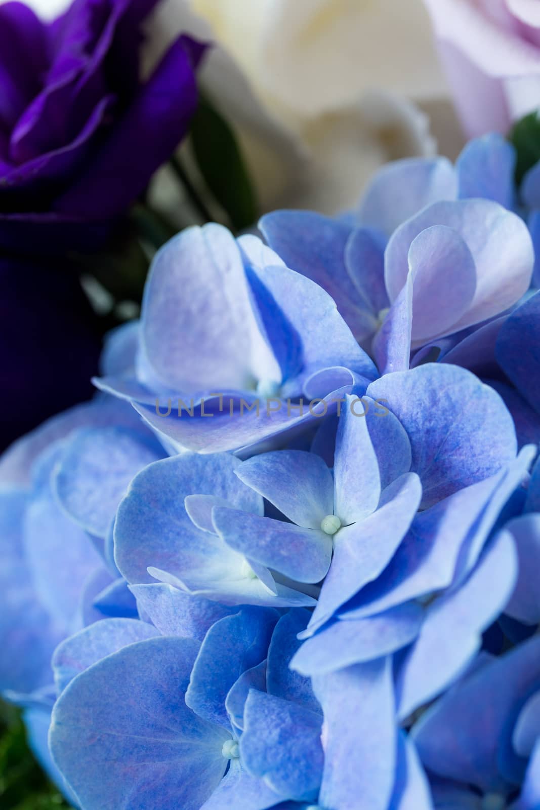 Hydrangea flower