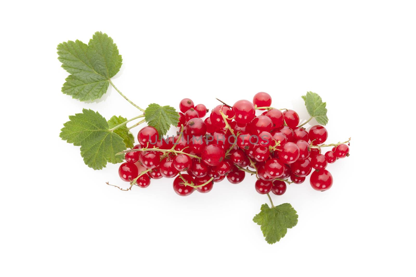 Red currant. by eskymaks