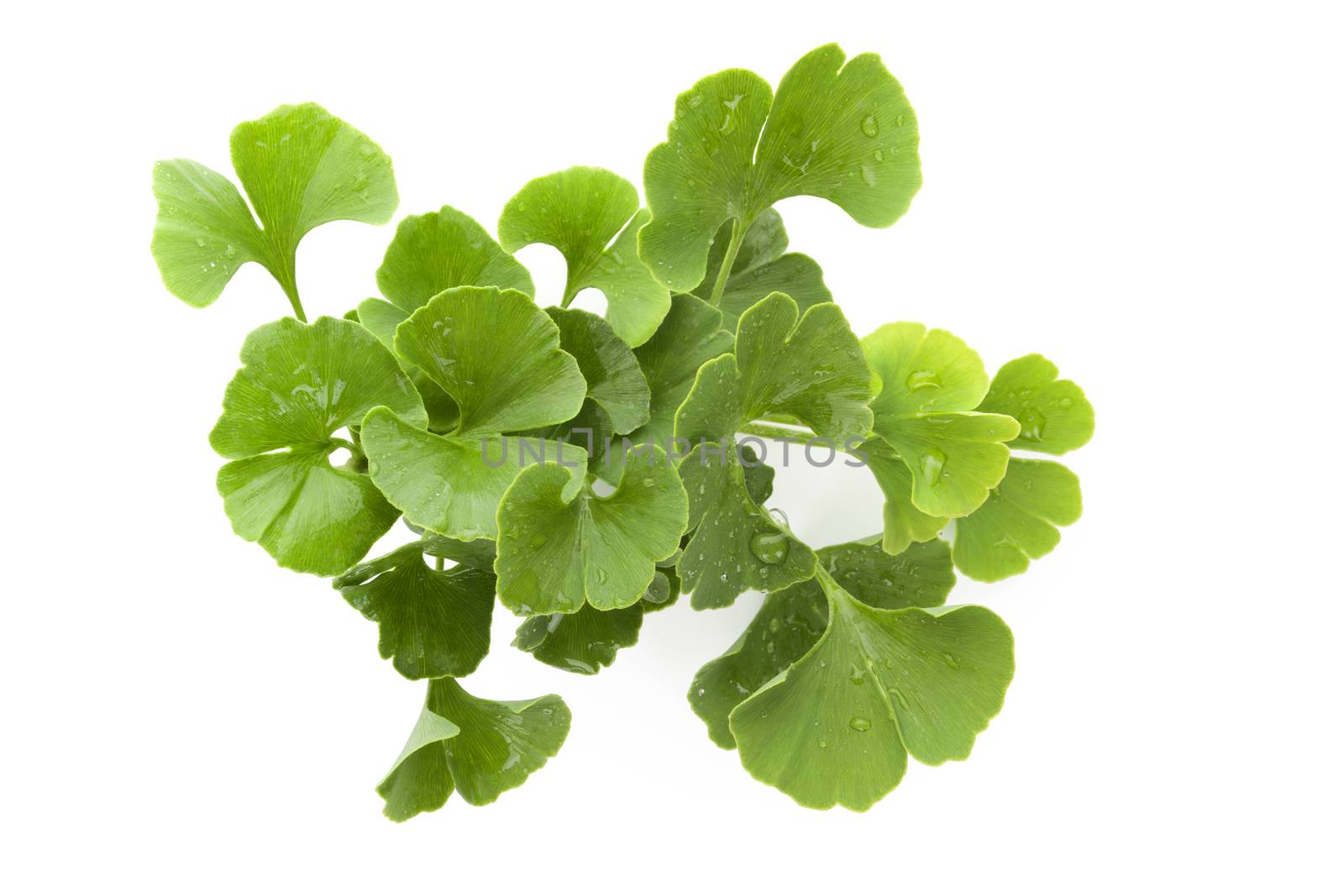 Fresh ginkgo biloba bunch with dew isolated on white background. Alternative medicine herb, memory enhancement.