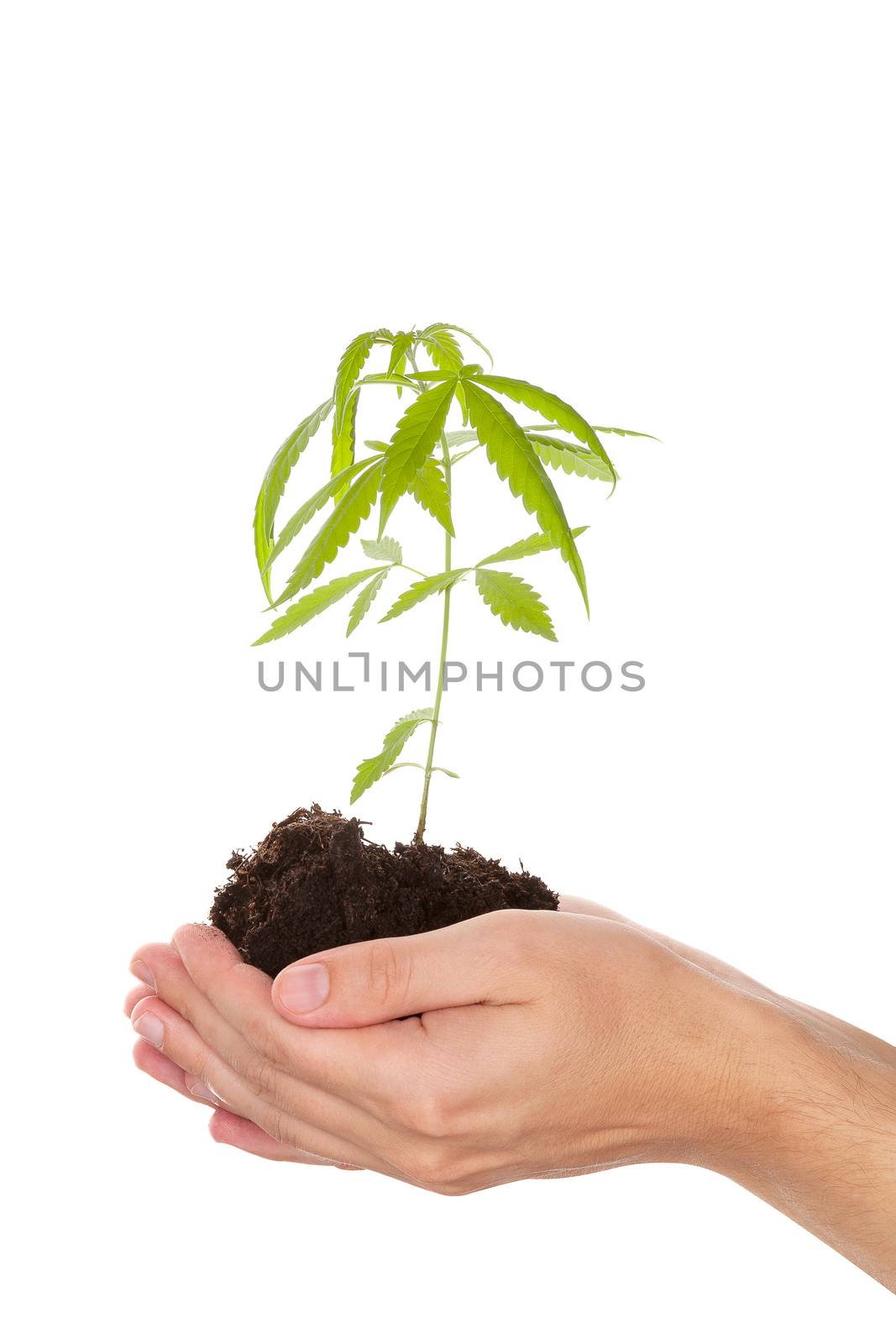 Caucasian handsome man holding young cannabis plant with soil in his hand isolated on white background. Drug business.