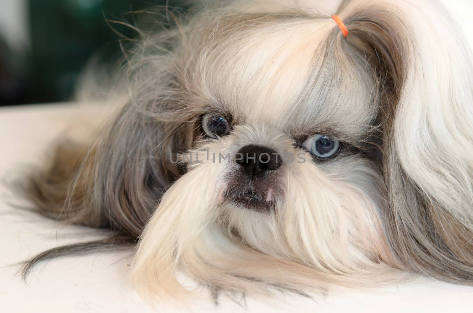 Shih Tzu Dog by aoo3771