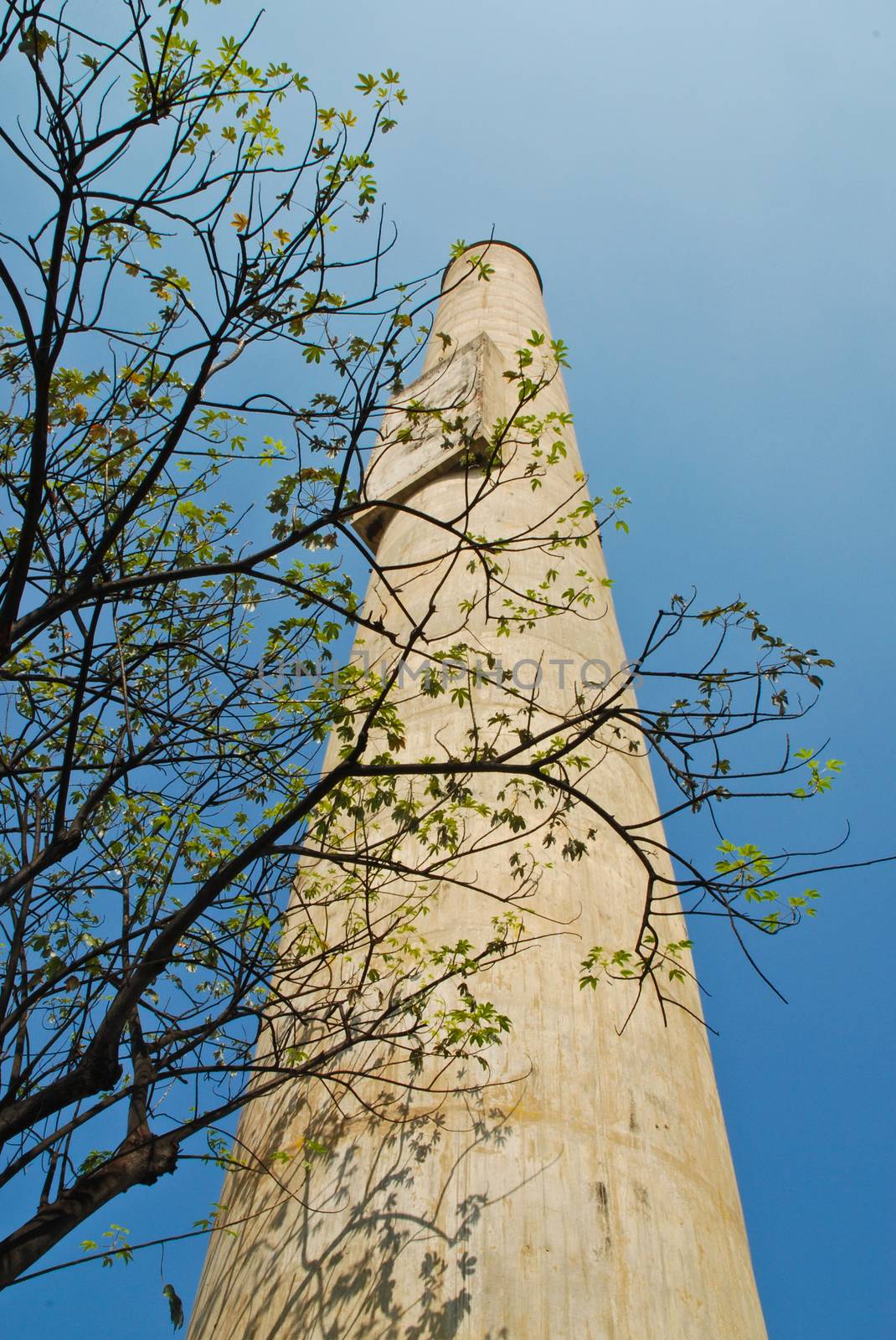 the branch of tree among stack in blue sky