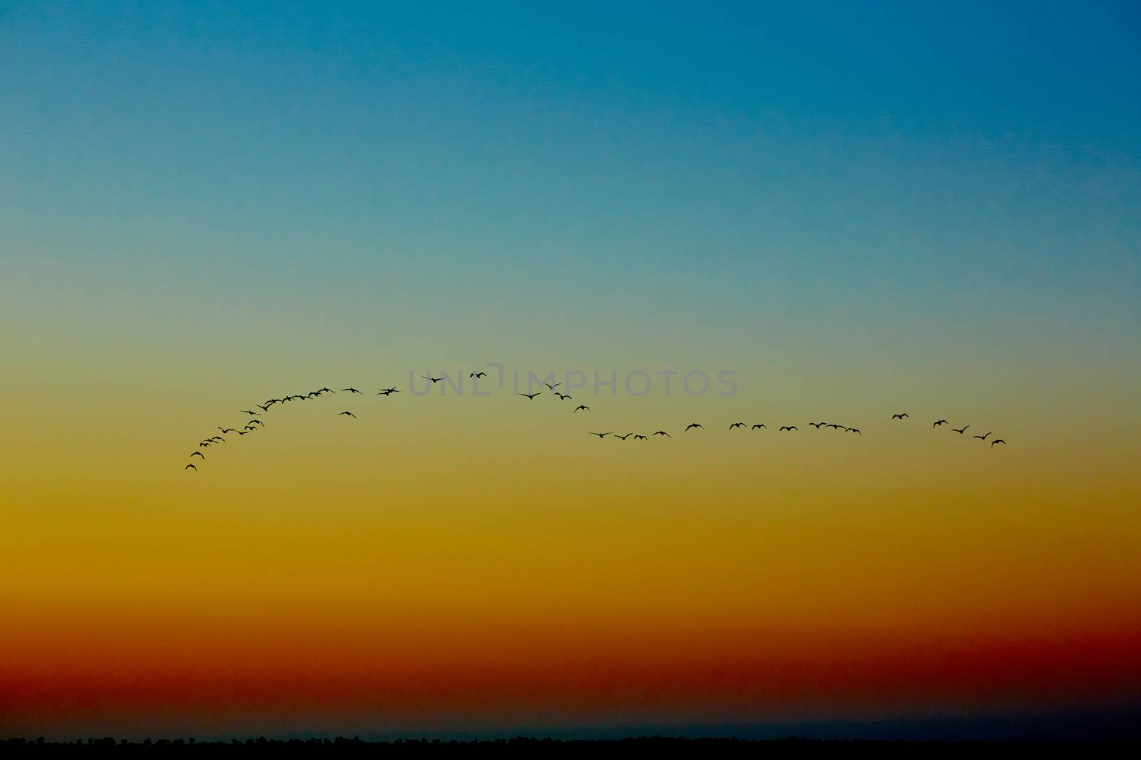 the silhouettes flying birds on sunset background 