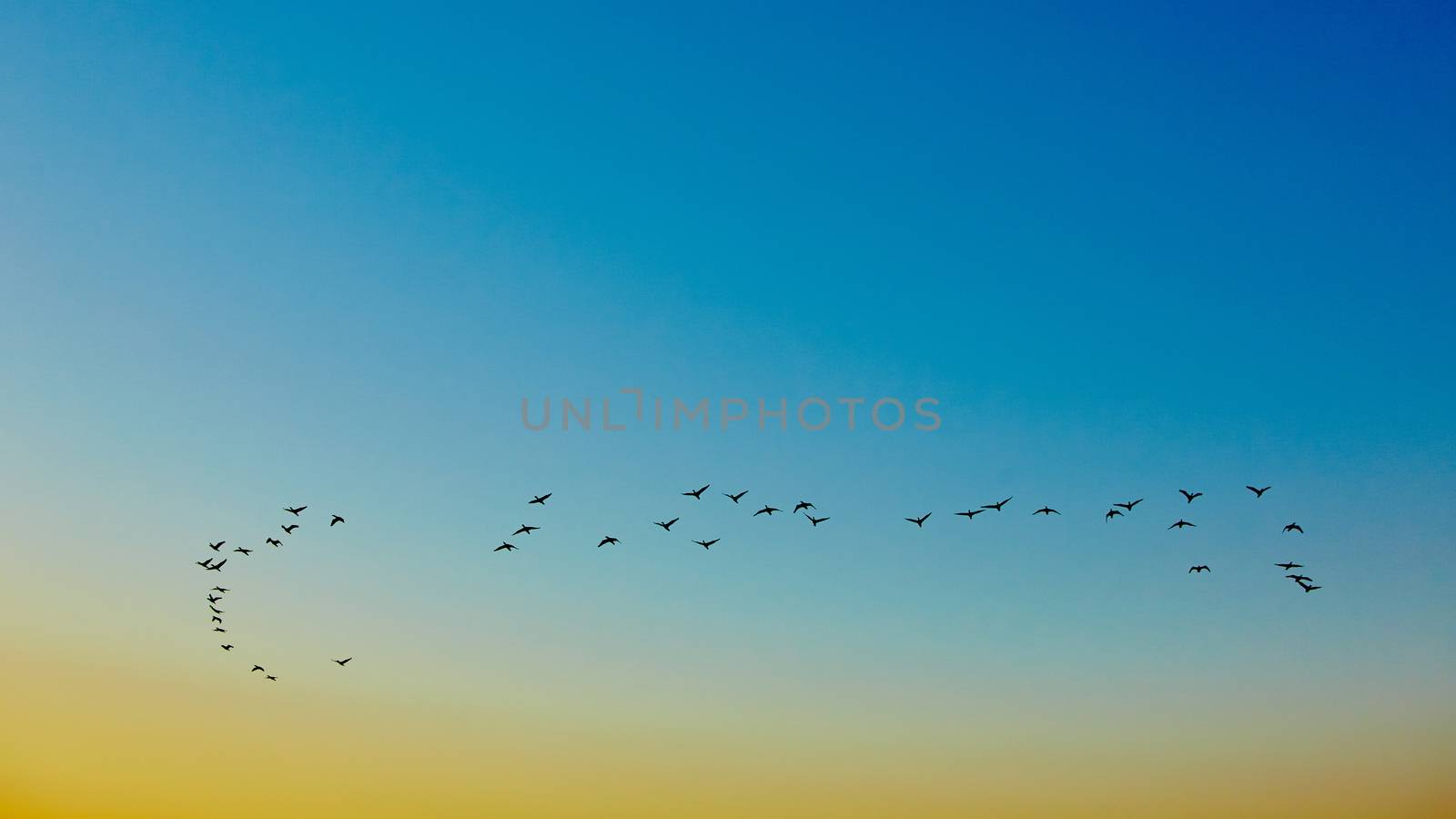 the silhouettes flying birds on sunset background 